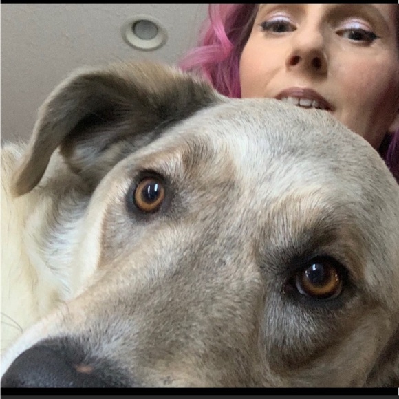 Meet, Suhla. She’s the one in the front & the boss along with the sparkle 🦋💖 - Picture 1 of 5